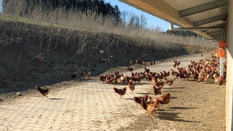 Die Hühner haben auf dem Freigelände von Claudia und Tobias Ray in Haslach bei Wangen etwas Auslauf