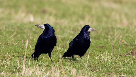 Zwei Saatkrähen auf einem Feld