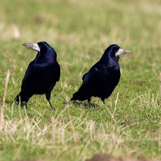 Zwei Saatkrähen auf einem Feld