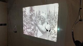 Wie die Rebsorte Müller-Thurgau vor 100 Jahren nach Deutschland geschmuggelt wurde. Das Vineum Bodensee in Meersburg widmet dem abenteuerlichen Unterfangen, angeregt von Johann Baptist Röhrenbach, eine Sonderausstellung.
