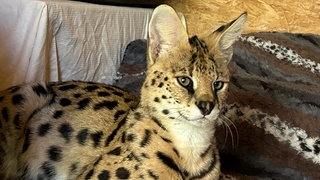 Gerettet und geborgen: Ein Serval genießt das Leben im artgerechten Gehege in Hohenfels.