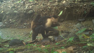 Ein junges Männchen einer Gruppe Kapuzineraffen trägt kleinen Brüllaffen herum.