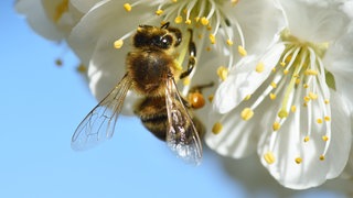 Eine Biene in Tettnang im Bodenseekreis an einer Kirschblüte. 