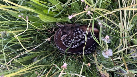 Ein Rehkitz in einer Wiese: Rehkitzretter im Kreis Ravensburg konnten es vor dem Mähtod bewahren.