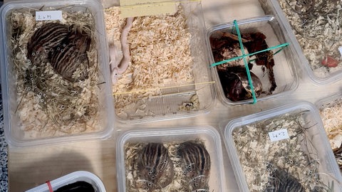 Gefährliche Tiere in einer Plastikbox, darunter Giftschlangen. Schmuggel am Zoll Bietingen aufgedeckt.