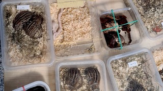 Gefährliche Tiere in einer Plastikbox, darunter Giftschlangen. Schmuggel am Zoll Bietingen aufgedeckt.