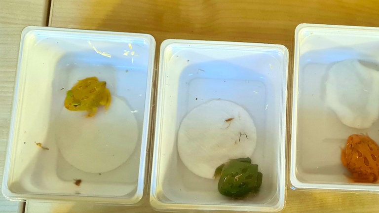 Frösche in einer Plastikbox. Sie sind am Zoll Bietingen geschmuggelt worden.