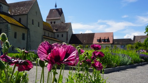 Blumen im Klostergarten des Münster auf der Insel Reichenau.