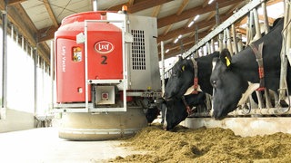 Technik statt Handarbeit: In diesem Kuhstall in Dürmentingen übernehmen Roboter einige Arbeiten