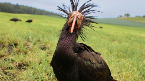 Waldrapp Dr. Saurier ist der erste Waldrapp, der aus Spanien an den Bodensee zurückgekehrt ist.