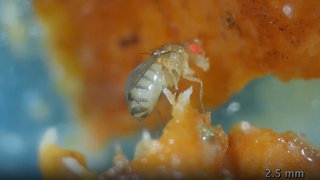 Fadenwürmer bauen einen Turm, um sich an Fliegen anzuhängen und sie als Insekten-Taxi zu benutzen.
