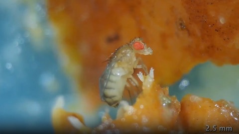 Fadenwürmer bauen einen Turm, um sich an Fliegen anzuhängen und sie als Insekten-Taxi zu benutzen.