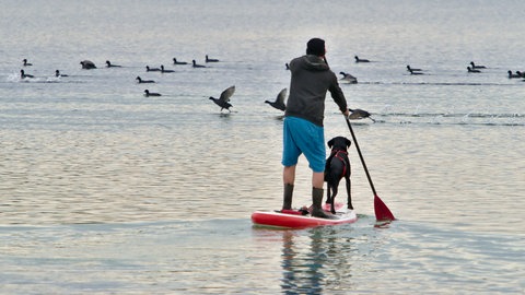 Ein Mann und ein Hund schauen von einem Stand-Up-Paddle-Board aus Wasservögeln nach.
