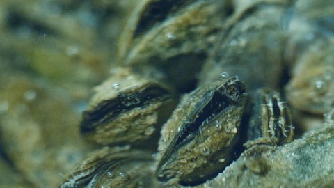 Quagga-Muscheln sind am Grunde des Bodensees zu sehen.
