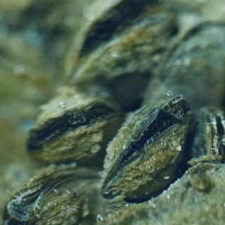Quagga-Muscheln sind am Grunde des Bodensees zu sehen.