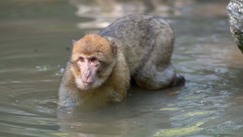 Ein junger Berberaffe im Affenberg Salem hat Spaß im Wasserbecken.