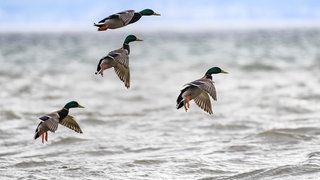Stockenten landen im Bodensee.