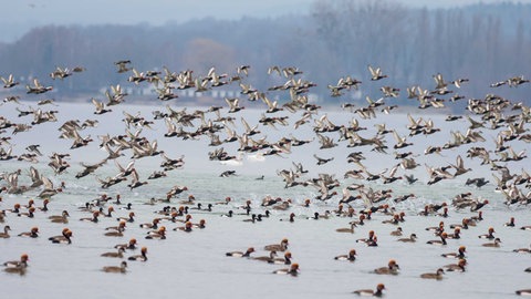 Enten schwimmen auf dem Bodensee