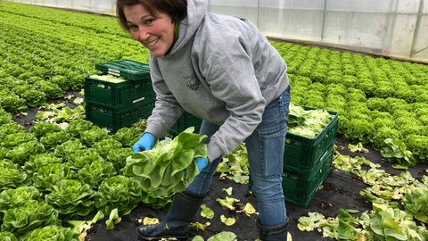 Eine Gärtnerin erntet einen Salatkopf im Gewächshaus. Die Bilanz für 2024 fällt für die Erzeuger durchwachsen aus. 