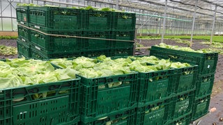 Die Gemüseernte fiel auf der Insel Reichenau im Jahr 2024 durchschnittlich aus. 