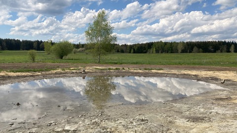 Der Tümpel ist angelegt: Rund 300 Frösche finden in Kißlegg nun ein Zuhause
