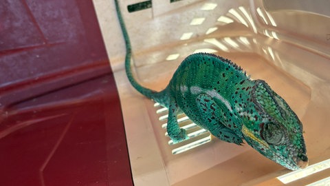 Die Feuerwehr in Konstanz hat ein Chamäleon aus einem Baum gerettet.