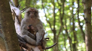 Berberaffe mit Jungtier
