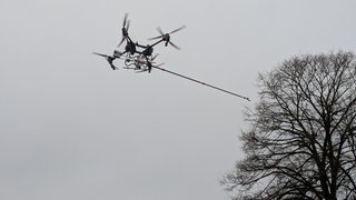 Eine Drohne fliegt in die Baumkronen, in denen Kormorane nisten.