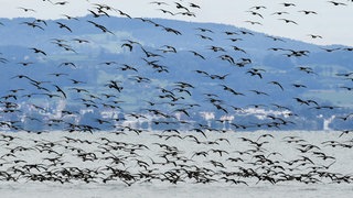 Hunderte Kormorane fliegen über dem Bodensee (Archivbild). Jetzt sollen sie testweise mit einer Drohne bekämpft werden.