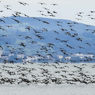Hunderte Kormorane fliegen über dem Bodensee (Archivbild). Jetzt sollen sie testweise mit einer Drohne bekämpft werden.