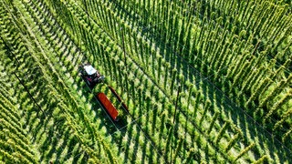 Ein Traktor fährt durch ein Hopfenfeld in Tettnang (Archivbild): Rund um Tettnang beginnt in diesen Tagen die Hopfenernte.