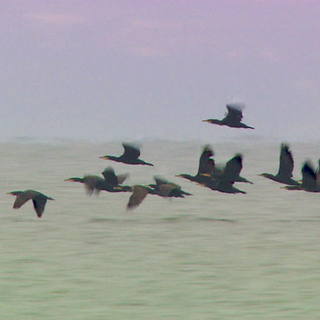 Kormoran am Bodensee - bisher scheitern die Versuche, sie zu vergrämen oder einzudämmen