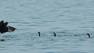 Kormorane am Bodensee. Ihre Zahl zu begrenzen, ist bisher gescheitert trotz Vergrämung und Abschüssen. Jetzt soll eine Drohne Kormoran-Eier mit Öl besprühen.