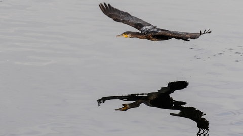 Ein Kormoran fliegt über den Bodensee. Bereits vor 17 Jahren wurden Kormorane von ihren Nestern verscheucht, damit die Eier auskühlen.