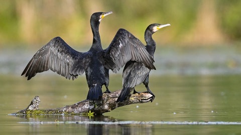 Die am Bodensee vergrämten Kormorane trocknen ihr Gefieder. Nächstes Jahr sollen die Eier mit Öl besprüht werden. 