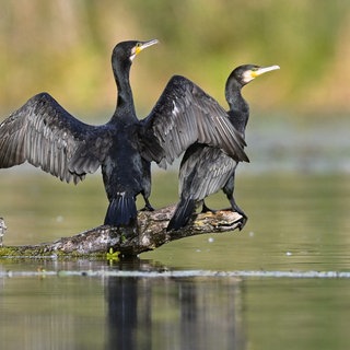 Die am Bodensee vergrämten Kormorane trocknen ihr Gefieder. Nächstes Jahr sollen die Eier mit Öl besprüht werden. 