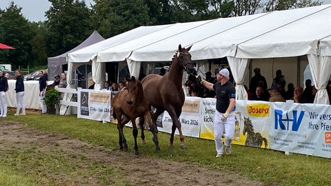 Eine Stute mit ihrem Fohlen wird in einem Parcour vorgeführt. Das Fohlen soll beim Fohlenmarkt in Riedlingen versteigert werden.