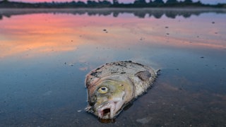 Ein toter Fisch liegt auf einem Uferabschnitt. In Überlingen haben Jugendliche Senioren mit Steinen und einem toten Fisch attackiert. (Symbolbild)