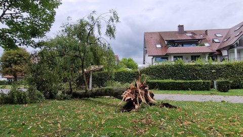 Ein umgestürzter Baum liegt in einem Park. Der Gewittersturm am Montagabend knickte am Bodensee Bäume um und ließ Keller volllaufen.