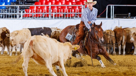Ein Reiter mit Rindern bei der Messe "Americana" in Friedrichshafen