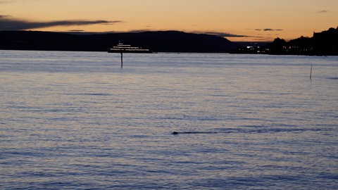 Ein Biber unterwegs im Bodensee bei aufkommender Dunkelheit. Im Hintergrund ein Ausflugsschiff.