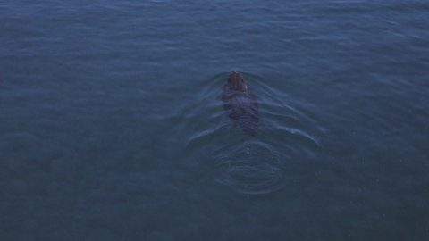 Ein Biber unterwegs im Bodensee.