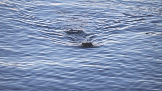 Ein Biber im Bodensee vor Meersburg. Allabendlich begeistert er die Besucher eines Biergartens.