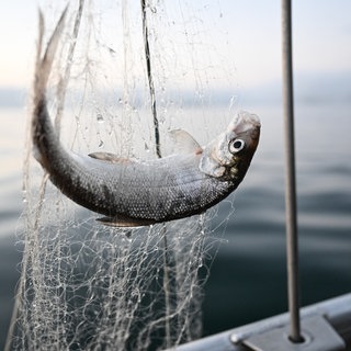 Ein Felchen in einem Netz eines Fischers. Seit Beginn des Fangverbots im Obersee 2024 scheint sich der Bestand zu erholen. Das gibt Hoffnung für die Fischer. 