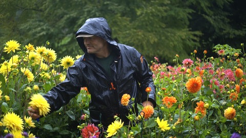 Roland Bronner in den Dahlien der Insel Mainau. Auf der Blumen-Insel findet derzeit die Dahlien Wahl statt. 