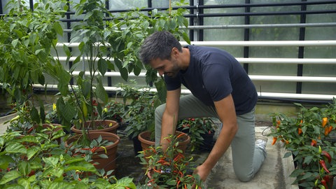 Bei der Herbstaussstellung auf der Insel Mainau werden 84 Sorten Chilis gezeigt. Sie werden zum Beispiel von Gartenplaner Jonathan Ferg gezogen. 