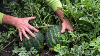 Wassermelonen auf einem Feld. Am Bodensee experimentieren vereinzelte Bauern mit dem Anbau von Wassermelonen.