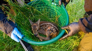 Ein Rehkitz in einem Korb. Die Wildtierauffangstation in Bad Wurzach hat den Tierschutzpreis des Landes Baden-Württemberg bekommen.