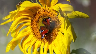 Wetter im September: Sonnenblume mit Tagpfauenauge und Biene.