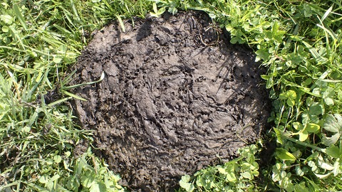 Der Dunghaufen eines Galloway-Rinds in der Lippertsreuter Weiherlandschaft. Hier wurde ein seltener Dungkäfer entdeckt.